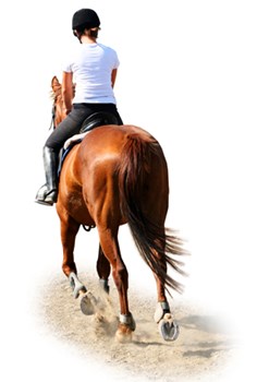 Q&A: Why is my horse always crooked? promo image