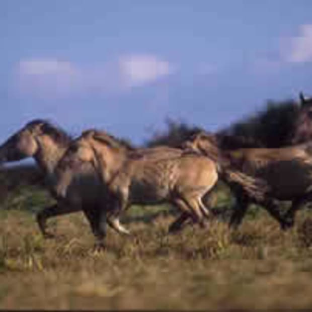 "Wild" Polish Ponies Save a Marshland in England promo image