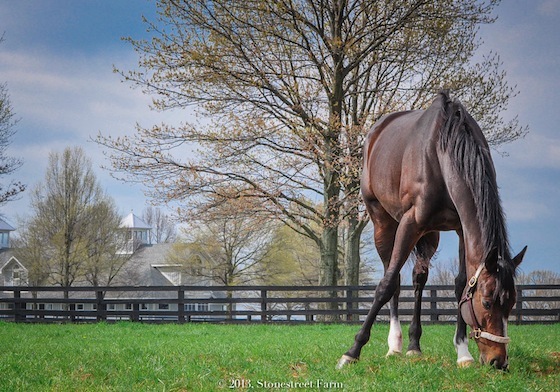 Rachel Alexandra Stonestreet Farms