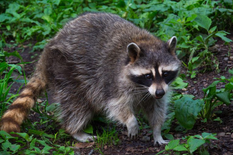 A raccoon walking through the woods