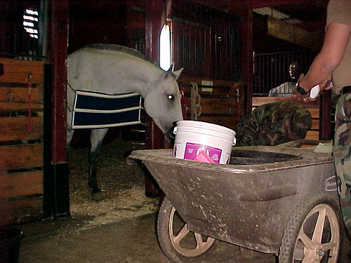 Reality TV, Barn Aisle Style: Marauding Mare Illustrates Why You Need a Laminitis Prevention Strategy for the Feed Room promo image