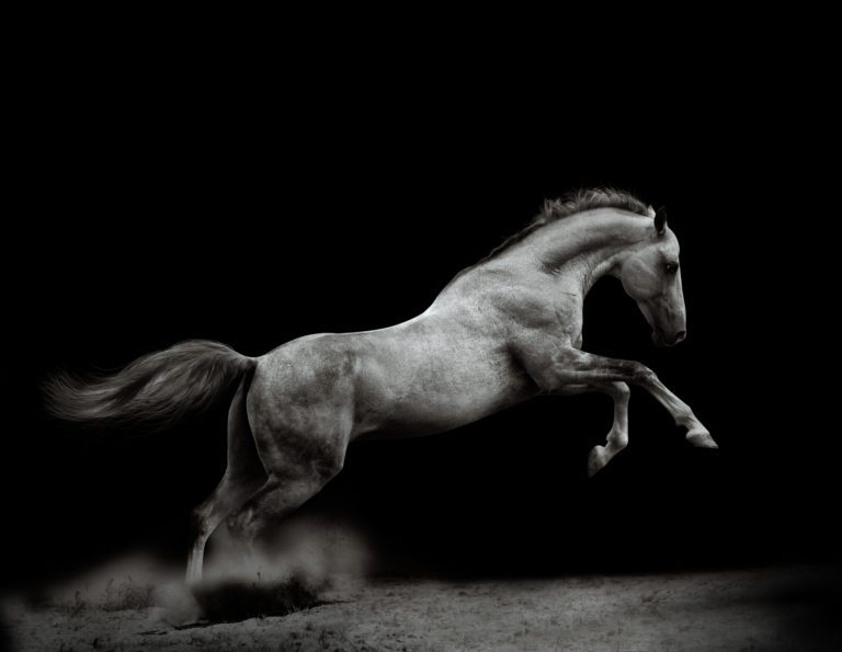 rearing horse in dark