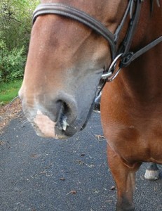 Research Discovers Equine Respiratory Disease's Protein Changes promo image