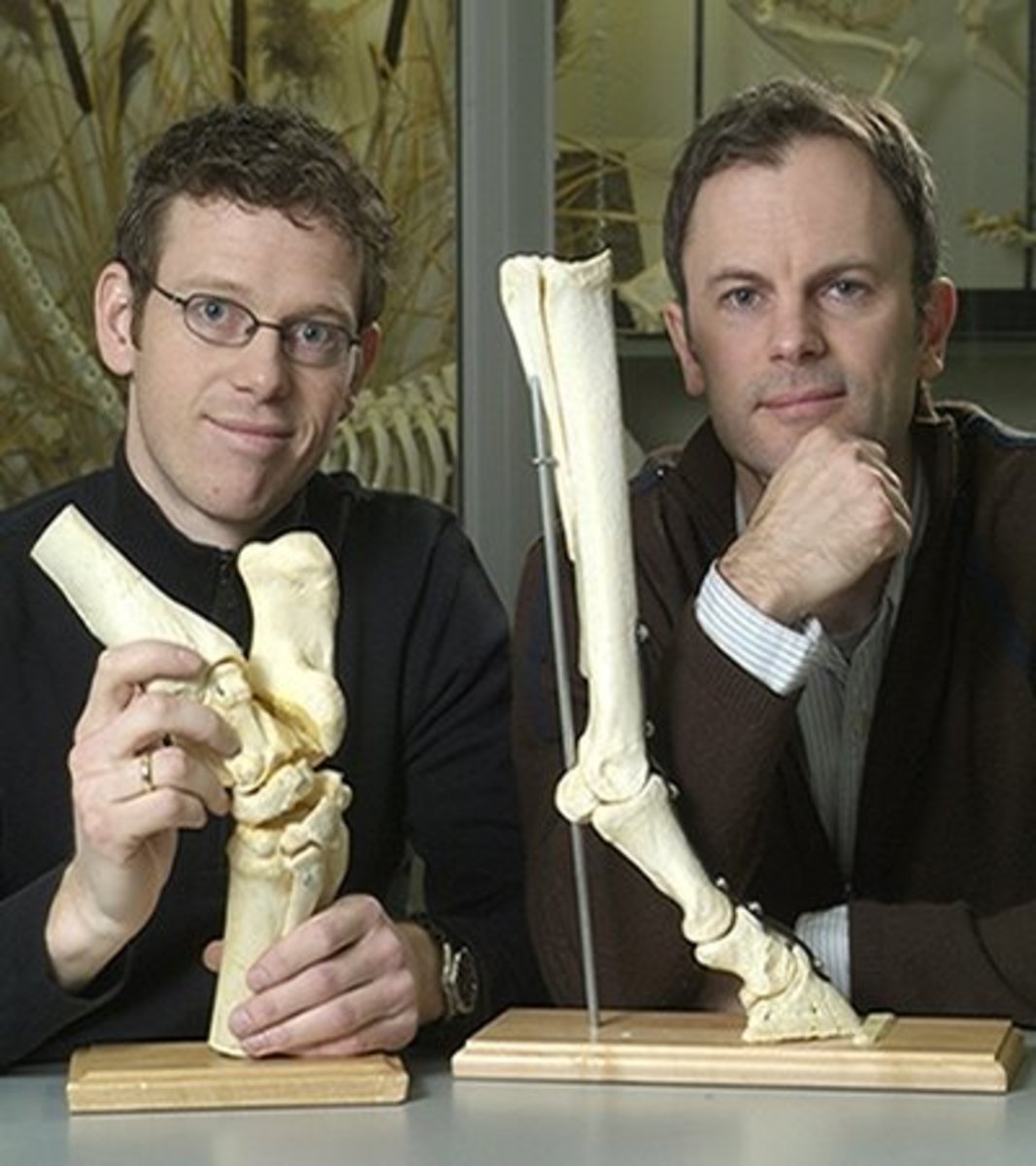 Research: University of Guelph Team Explores Equine Umbilical Stem Cell Therapy for Joint Repair promo image