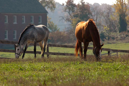 Respiratory Noises in Horses promo image