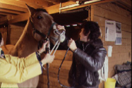 Retired Veterinary Procedures promo image