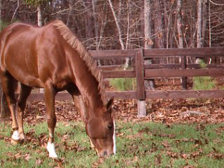 Retirement Setup Choices for Horses promo image