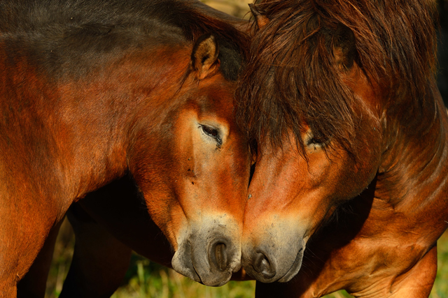 rewilding-exmoor-heads-x640