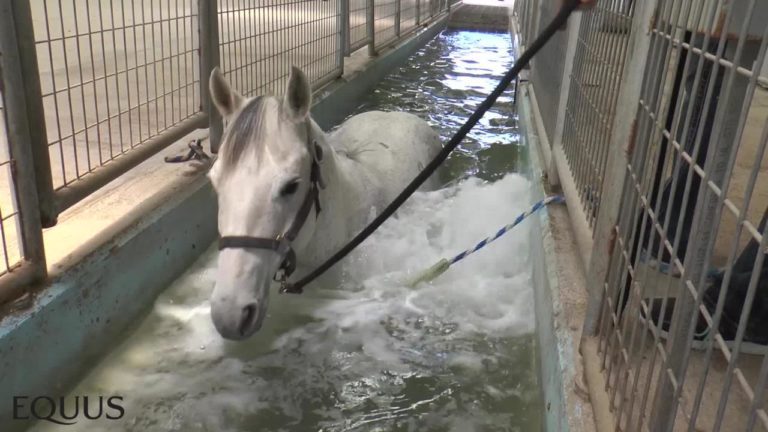 ride-along-aquatred-therapy