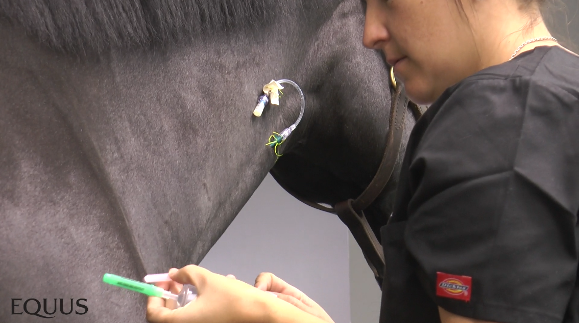 ride along with a veterinarian anesthesia