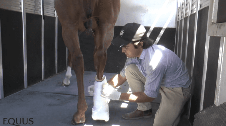 ride along with a veterinarian fracture