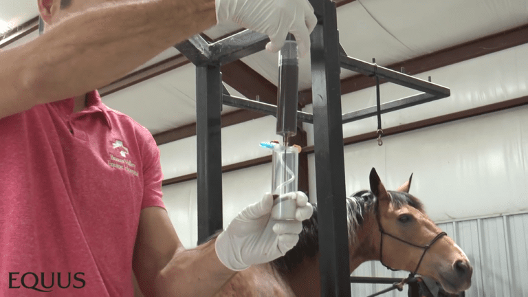 Ride-Along-With-A-Veterinarian-IRAP-PRP