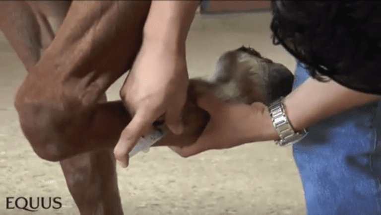 Ride-Along-With-A-Veterinarian-Pastern-Wound