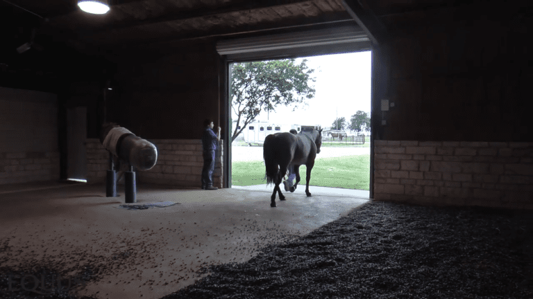 Ride-Along-With-Veterinarian–Semen-Collection