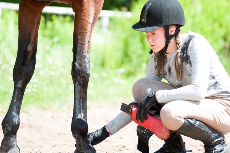 A girl inspecting her horse's legs