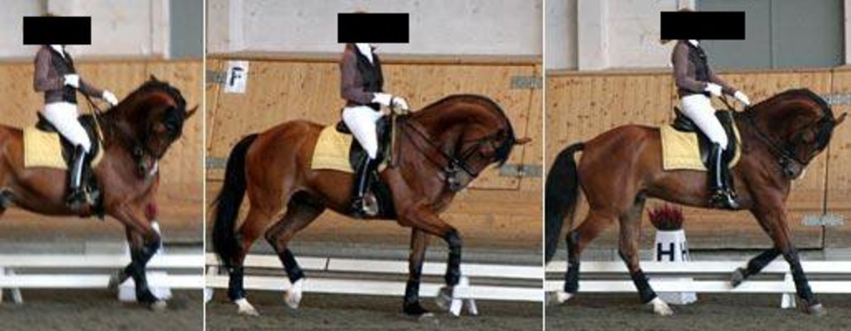 Rollkur Revolt: FEI Makes Official Statement Discouraging Overflexion in Dressage Training promo image
