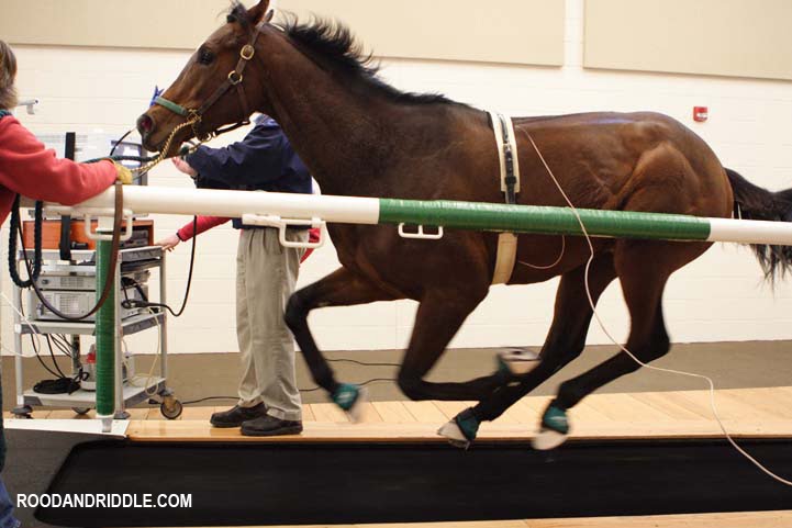 Rood and Riddle Equine Hospital Says, "Let the Games Begin!" The Veterinarians Are Ready! promo image