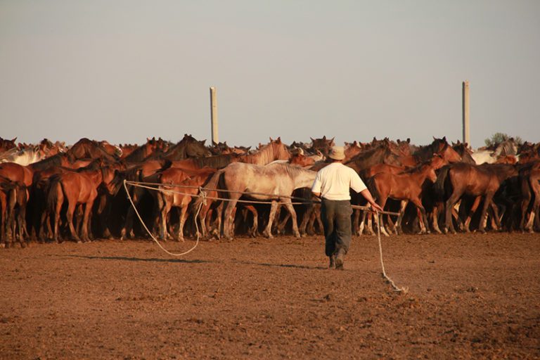 Russian horses