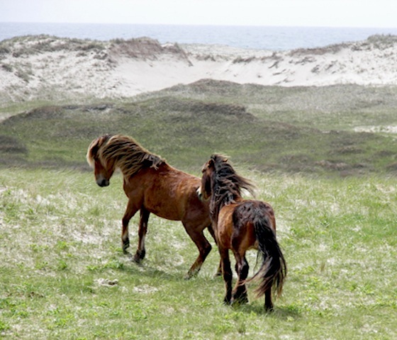 Sable Island ponies