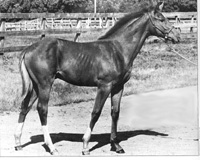 Secretariat: Too Pretty to be Good promo image