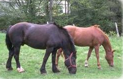 Settling Your Horse into a New Barn promo image