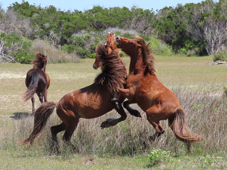 shackleford horses