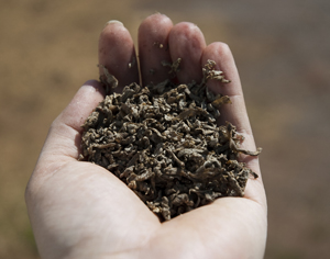 Should You Feed Beet Pulp? promo image