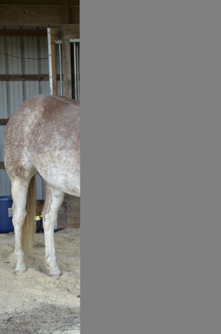 Should You Retire Your Horse? promo image