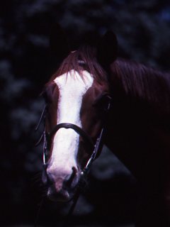Should You Test Your Horse for EPM? promo image
