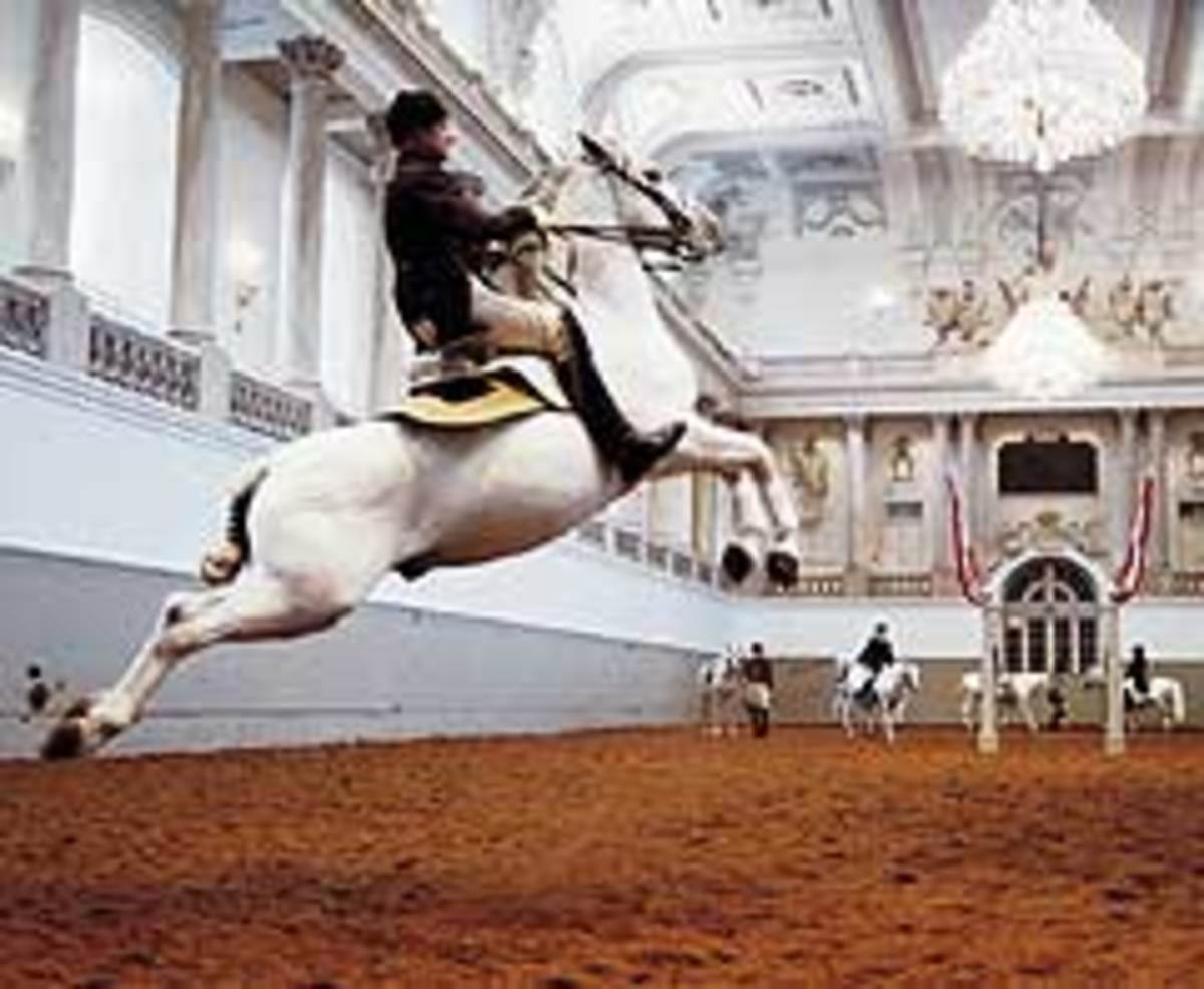srs-flying-horse-LR-797352