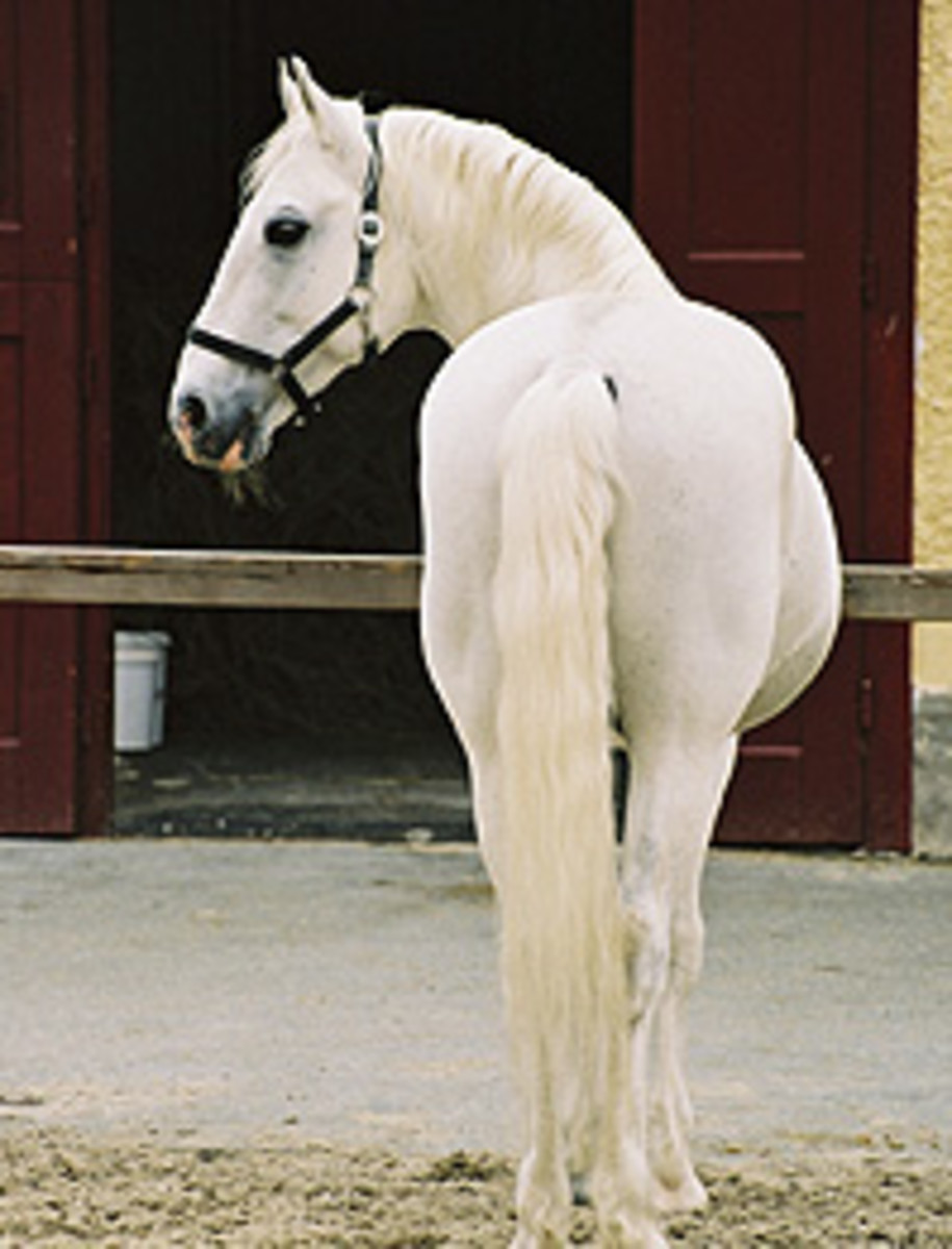 SRS-mare-from-behind-LR-764775