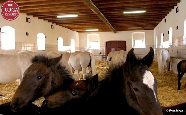 srs piber mare and foal barn LR