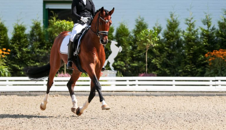 A dressage horse trotting down the center line of an arena.
