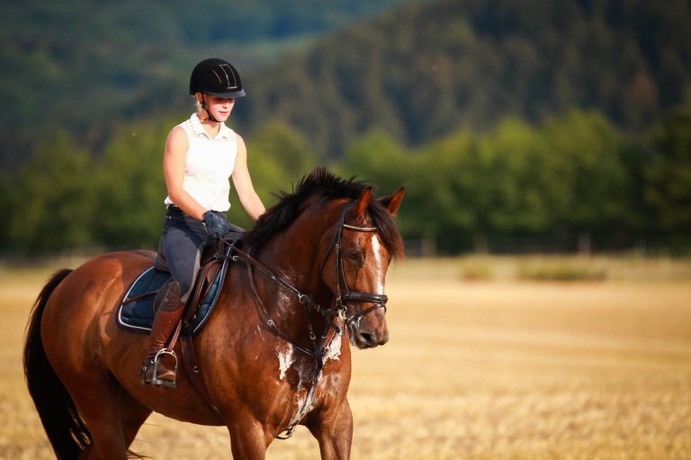 sweaty horse