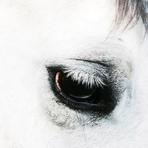 sxc-eye-side-1038854_86625746-lr-774357