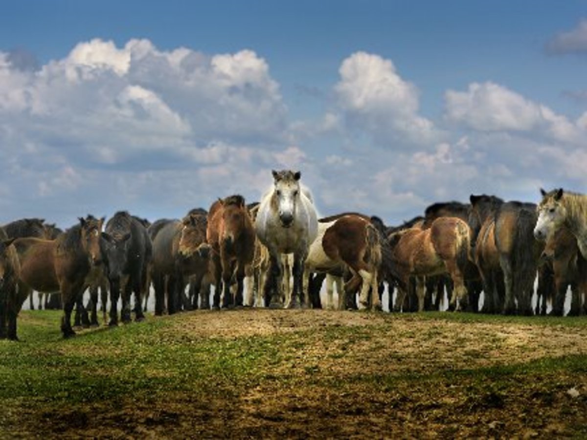 SXC-herd-1187883_44311175-med-lr-701329