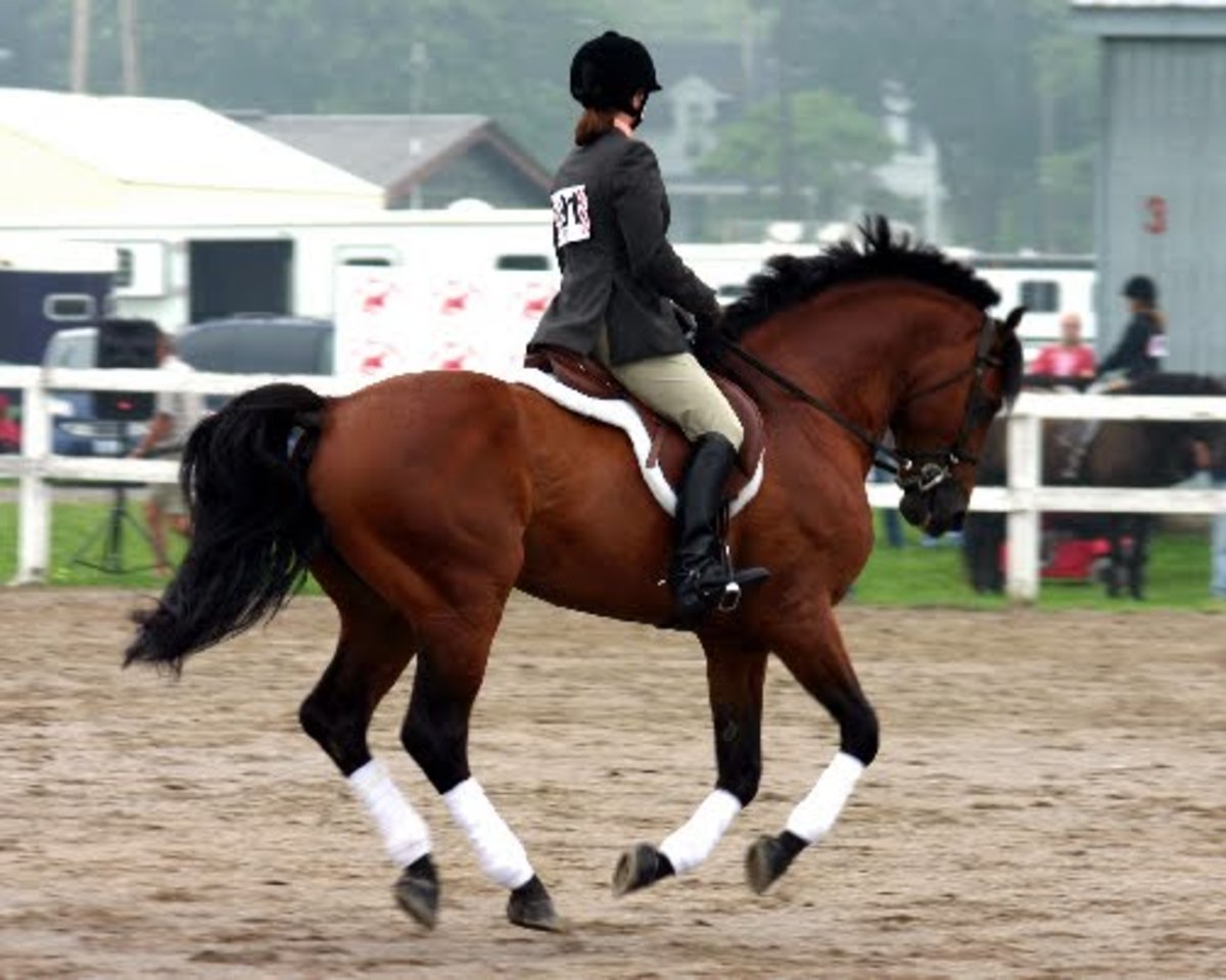 sxc-horse-show-899109_50578585-lr