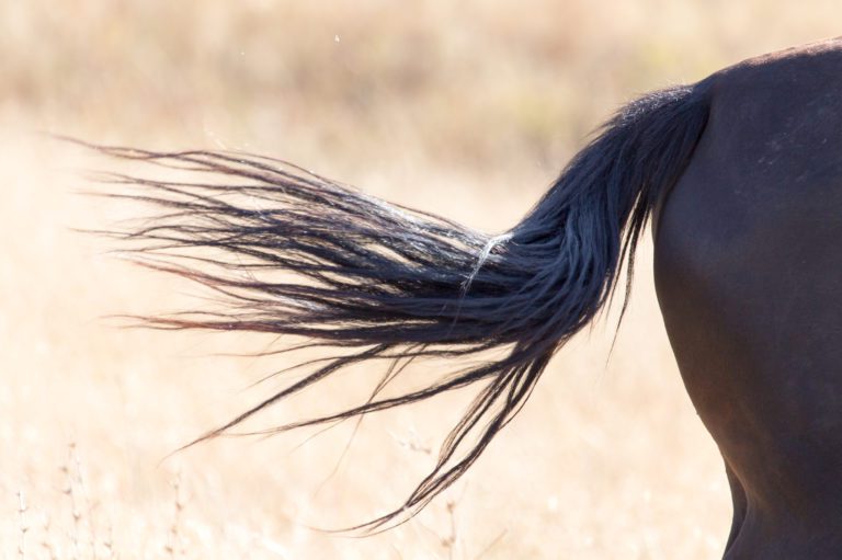 Close up of a horse swishing his tail
