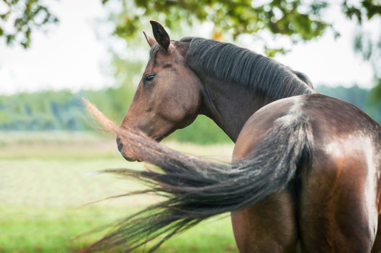 Your horse's tail is a nature's fly swatter.