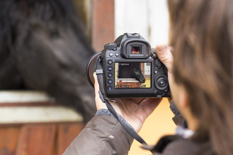 taking picture of horse