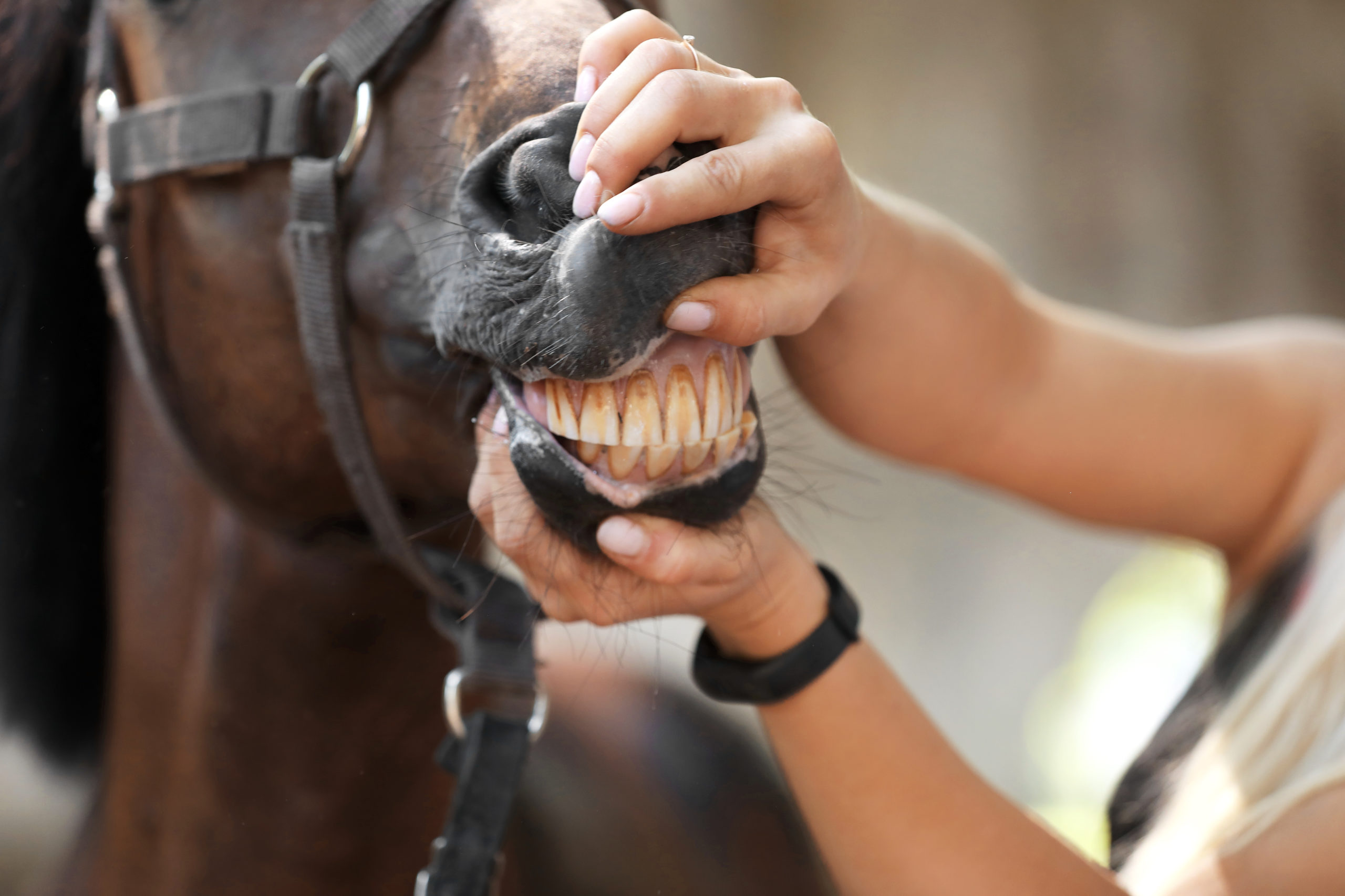 A person opening a horse's lips to exam the teeth