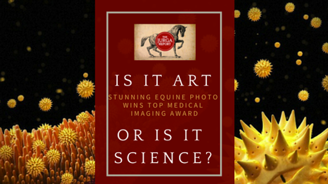 the jurga report equus magazine is it art 640