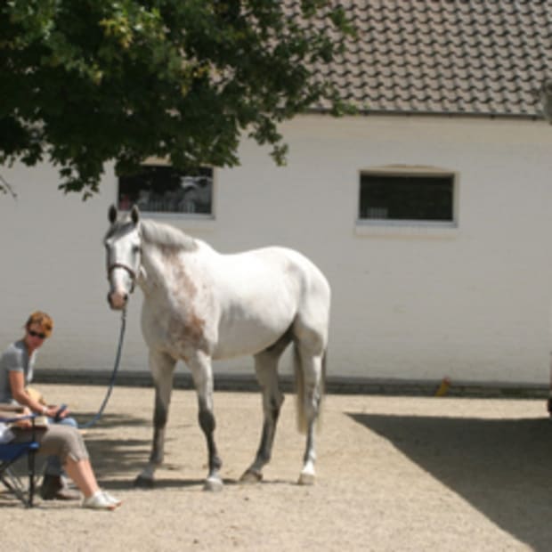 The Small World of Horse Sport: Hong Kong Olympics..