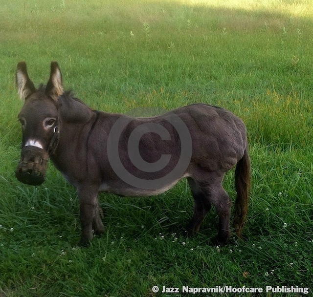 The War on Laminitis: Reports from the Front Line promo image