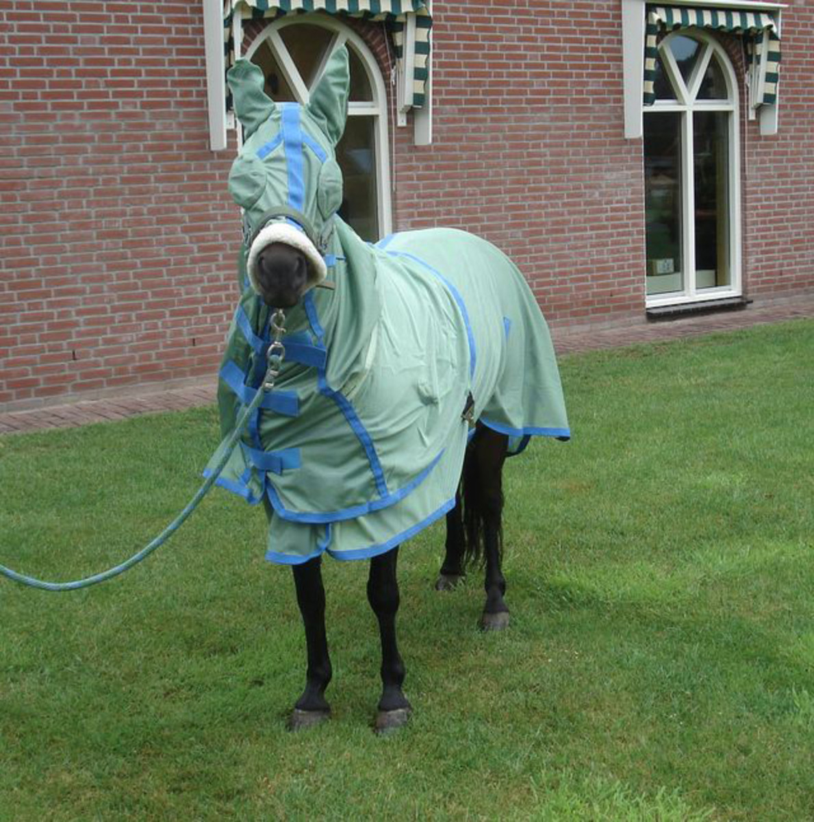 This Horse Is Underdressed for Our Neighborhood promo image