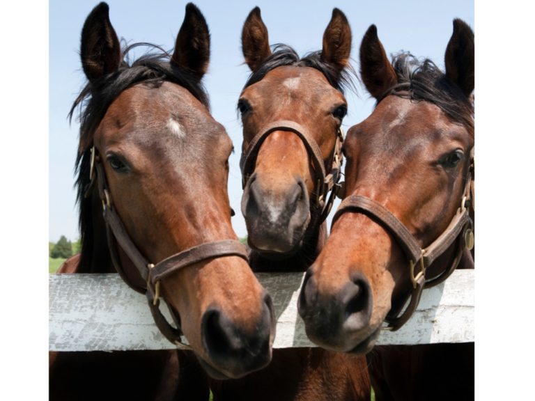 thoroughbred-racehorses-picture-id157526624