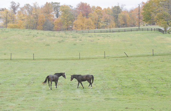 Thoroughbred Stakes Winner Sweetnorthernsaint Can Give Thanks This Thanksgiving promo image