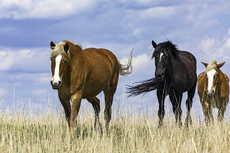 three horse on plains