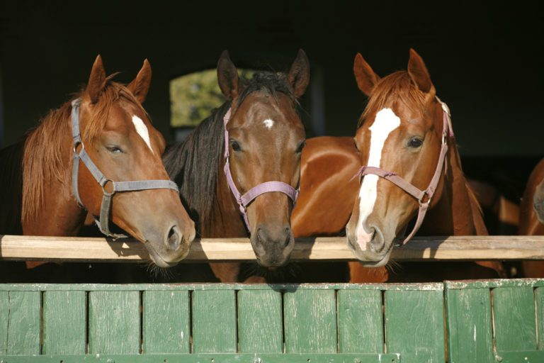 three horses in shed