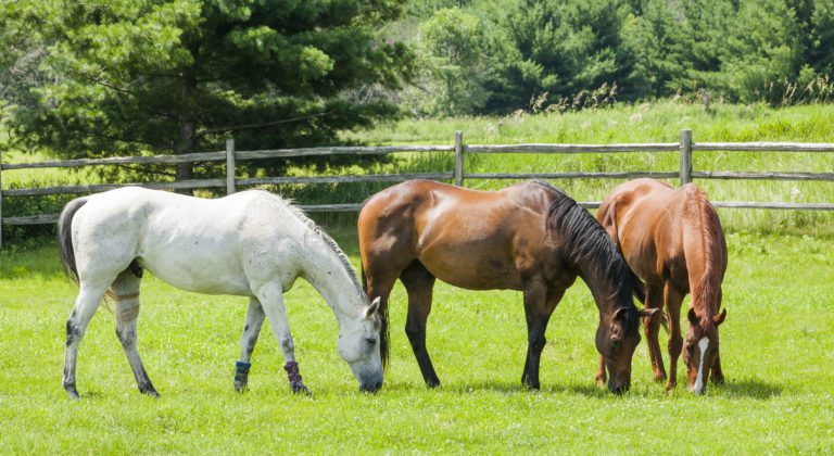 three horses together